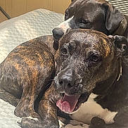 Tank And Bella is registered to the contest to win money with this photo: dog, brindle_coat, pet, indoor, bed, snuggling, animal, canine, companion, resting, happy, mouth_open, fur, closeup, domestic, comfort, cute, pair, relaxed, cozy
