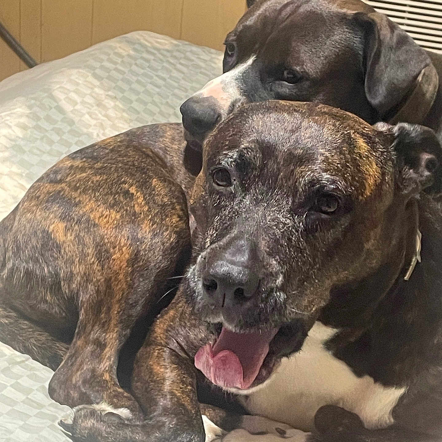 Tank And Bella is registered to the contest to win money with this photo: animal, bed, brindle_coat, canine, closeup, comfort, companion, cozy, cute, dog, domestic, fur, happy, indoor, mouth_open, pair, pet, relaxed, resting, snuggling