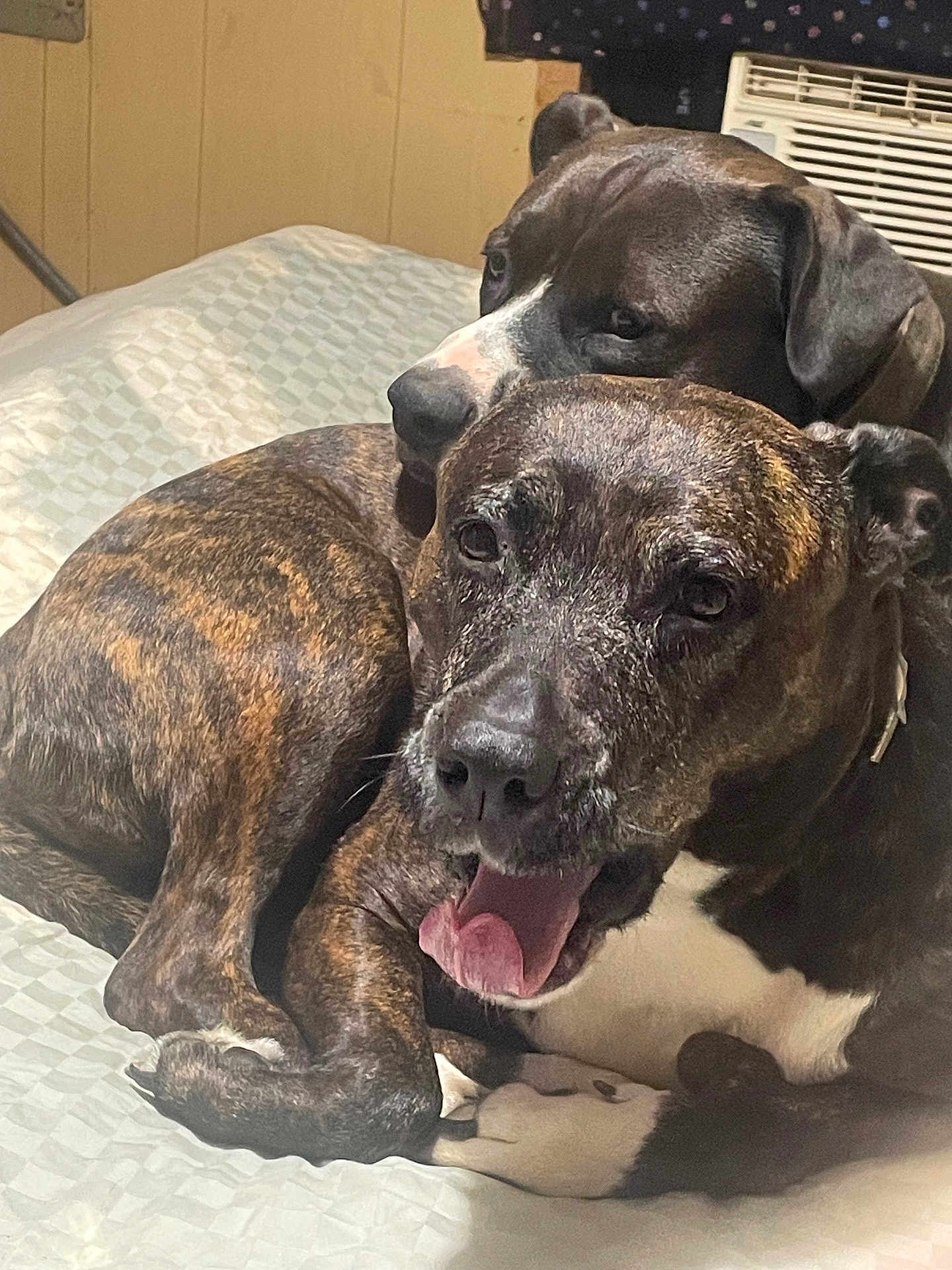 Tank And Bella is registered to the contest to win money with this photo: dog, brindle_coat, pet, indoor, bed, snuggling, animal, canine, companion, resting, happy, mouth_open, fur, closeup, domestic, comfort, cute, pair, relaxed, cozy