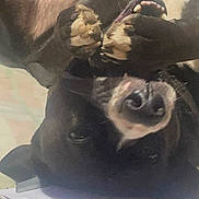 Tank is registered to the contest to win money with this photo: dog, black_and_white, lying_down, upside_down, paws, teeth, bed, notebook, playful, cute, pet, indoor, fun, smiling, animal, canine, resting, closeup, domestic, happy