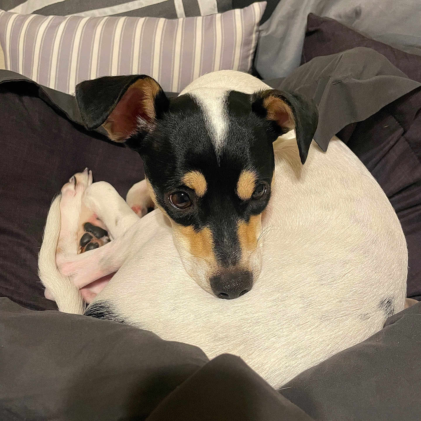 Otis