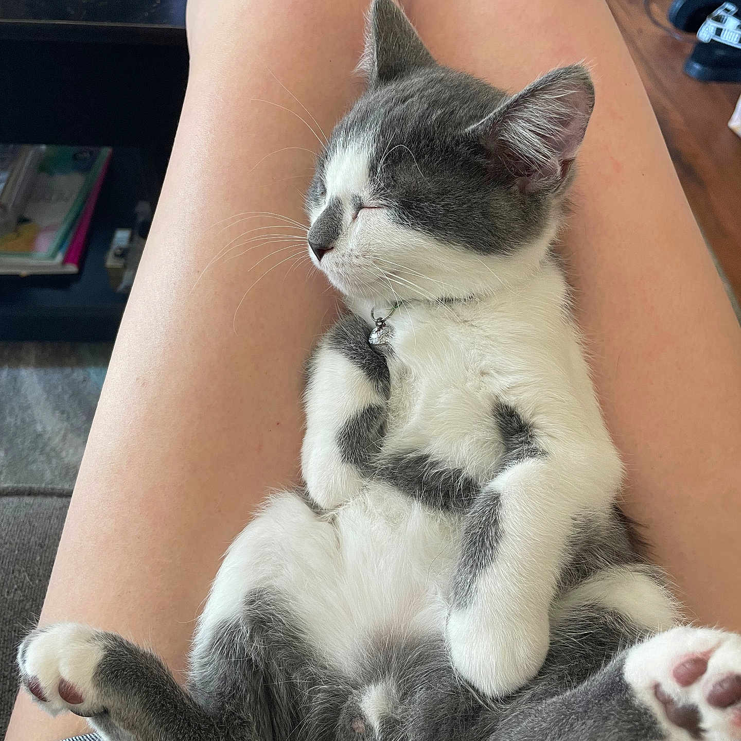 Thumper joined the competition — help win amazing prizes! abyssinian, animal, bodypart, cat, chair, clothing, couch, finger, footwear, furniture, hardwood, indoors, kitten, manx, person, pet, shoe, siamese, sleeping, wood