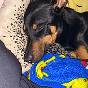 Django participe au concours pour gagner de l'argent avec cette photo : dog, sleeping, black_dog, tan_markings, blanket, pillow, heart_pattern, indoors, cozy, resting, cute, pet, animal, snuggling, soft_texture, nap, colorful, cartoon, comfort, relaxation