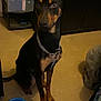 Django participe au concours pour gagner de l'argent avec cette photo : animal, backpack, black, brown, canine, chain_collar, companion, curious, dog, ears, eyes, floor, household, indoor, pet, portrait, sitting, storage_drawers, tile_floor, water_bowl