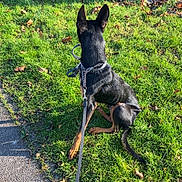 Django participe au concours pour gagner de l'argent avec cette photo : alert, animal, black, brown, canine, collar, daytime, dog, ears, grass, leash, nature, outdoor, park, pavement, pet, quiet, sitting, sunlight, walk
