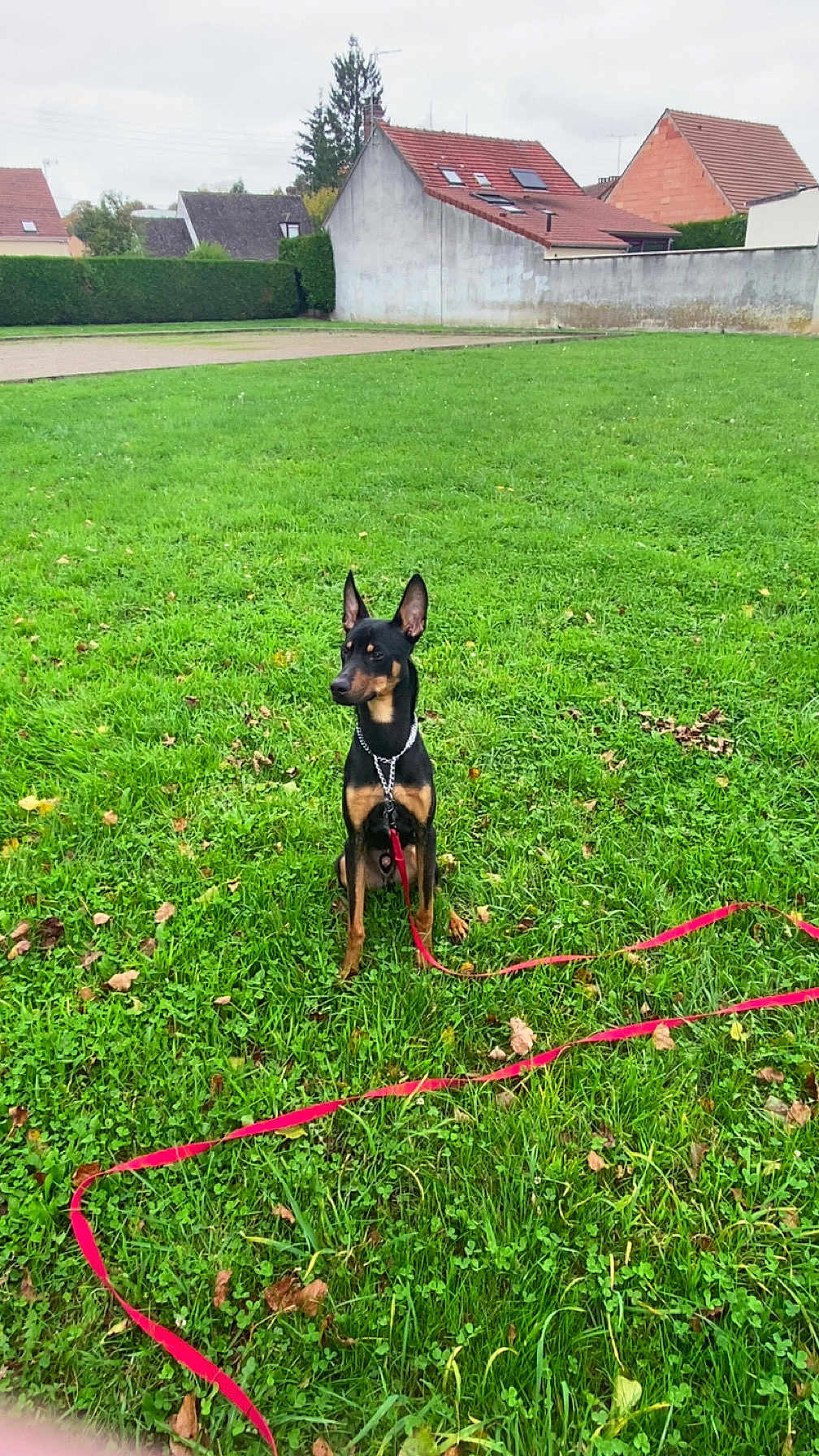 Django participe au concours pour gagner de l'argent avec cette photo : dog, leash, grass, greenery, outdoor, pet, animal, canine, field, suburban, house, sky, cloudy, nature, obedient, sitting, collar, chain, red, quiet