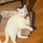 Casper is registered to the contest to win money with this photo: cat, white_cat, odd_eyed, heterochromia, pet, animal, feline, lying_down, lounging, scratch_pad, cardboard, wooden_floor, indoor, sunlight, portrait, whiskers, ears, tail, paws, colorful_cushion