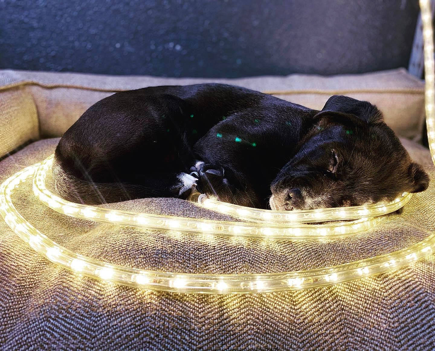 Boss is registered to the contest to win money with this photo: carnivore, circle, comfort, companion_dog, dog, dog_breed, electric_blue, fashion_accessory, light, liquid, metal, pattern, pet_supply, reptile, sporting_group, tail, terrestrial_animal, working_animal