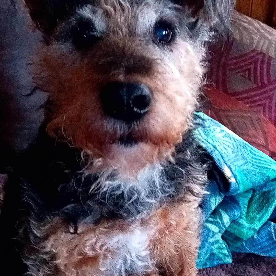 Reglisse participe au concours pour gagner de l'argent avec cette photo : animal, blanket, close_up, companion, couch, cozy, curious, curly_hair, cute, dog, eyes, face, fur, indoor, nose, pet, portrait, sitting, soft_surface, wooden_wall