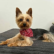 Buddha is registered to the contest to win money with this photo: dog, small_dog, pet, red_bandana, lying_down, indoor, cozy, textured_blanket, brown_fur, black_fur, cute, alert, ears_up, floor_bed, domestic_animal, companion, animal_portrait, relaxed, fur_texture, adorable