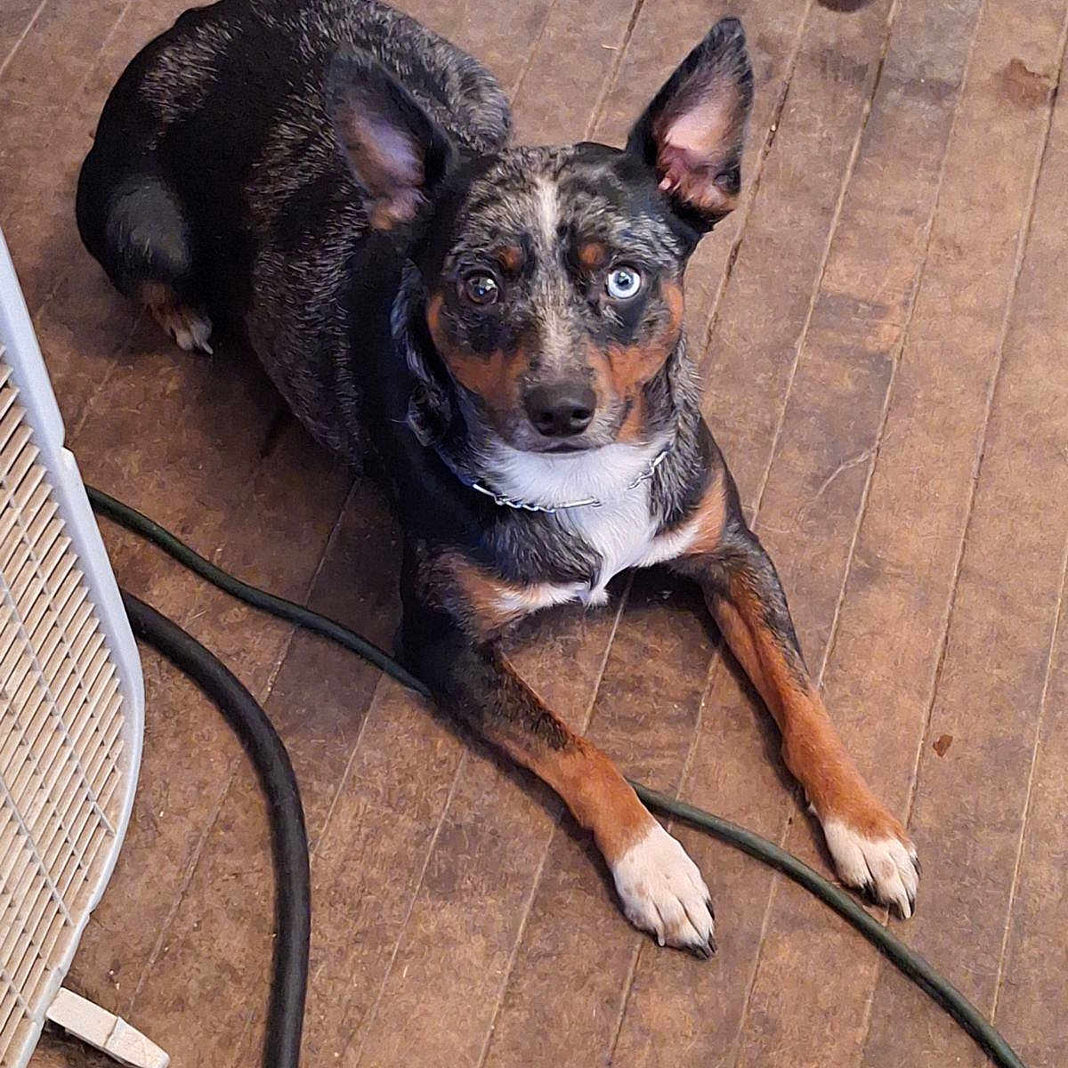 Locutus is registered to the contest to win money with this photo: accessories, animal, appenzeller, architecture, canine, dog, hardwood, hound, husky, indoors, interiordesign, leash, pet, puppy, racket, sport, strap, tennis, tennisracket, wood