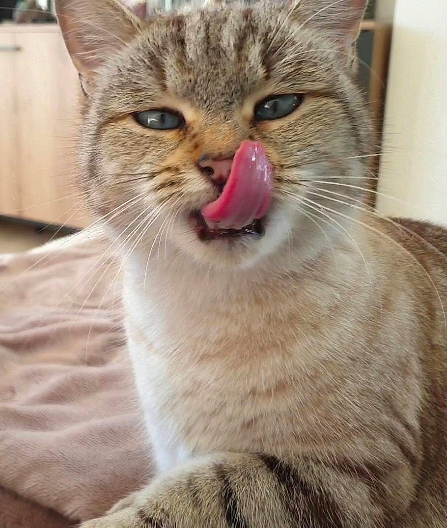 Abby participe au concours pour gagner de l'argent avec cette photo : cabinetry, carnivore, cat, cat_supply, claw, close_up, domestic_short_haired_cat, fang, felidae, fur, paw, pet_supply, small_to_medium_sized_cats, snout, terrestrial_animal, whiskers, wildlife, window