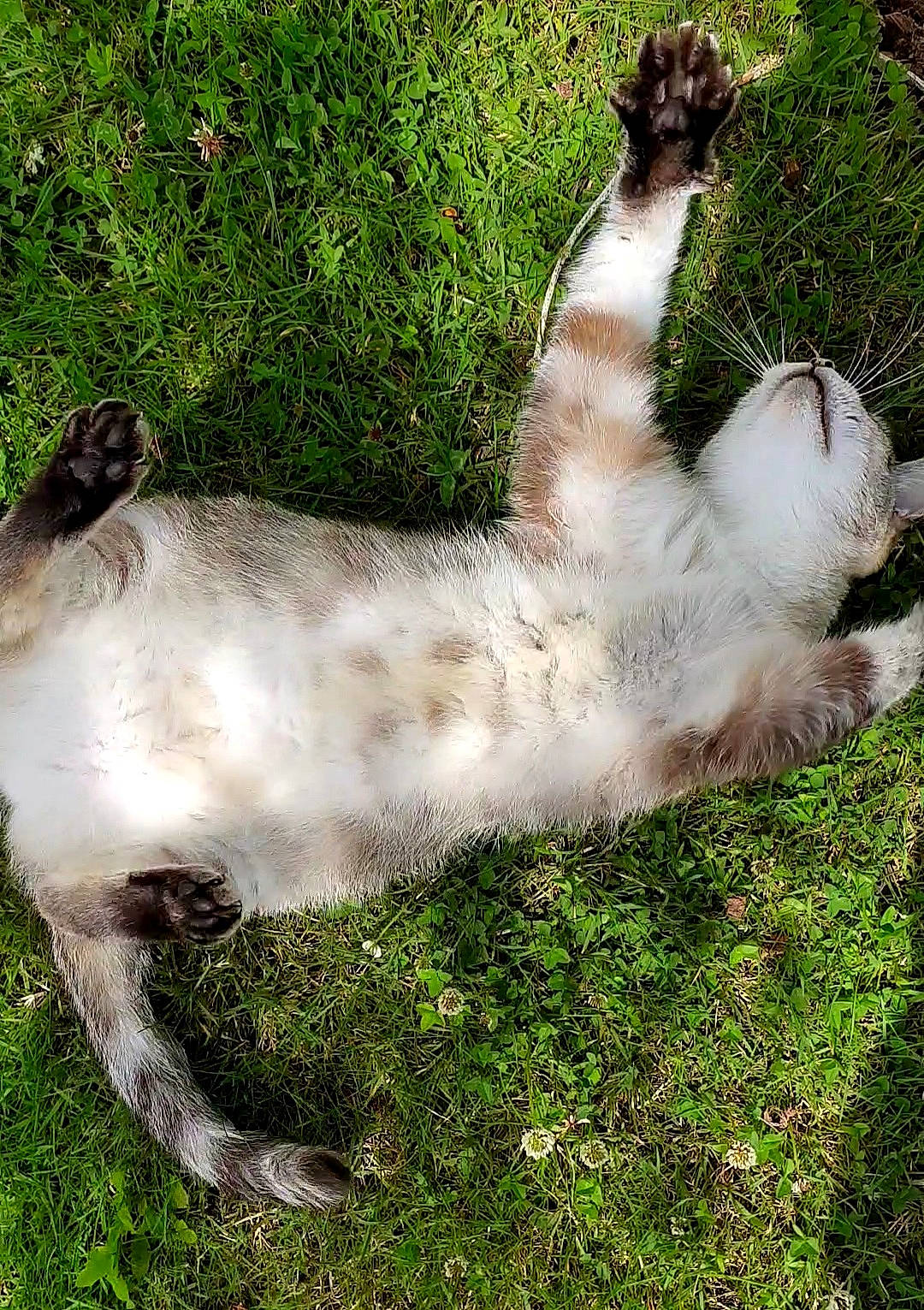 Abby a rejoint le concours — aidez-le/la à gagner de superbes lots ! canidae, carnivore, cat, dog_breed, domestic_short_haired_cat, fawn, felidae, fur, grass, groundcover, pasture, paw, plant, small_to_medium_sized_cats, snout, sporting_group, tail, terrestrial_animal, whiskers, wildlife