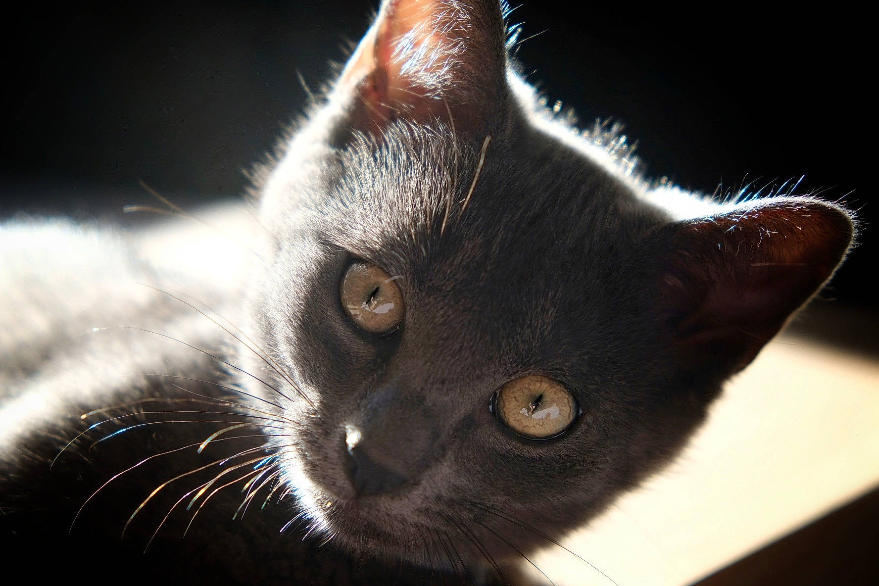 Cookie a rejoint le concours — aidez-le/la à gagner de superbes lots ! black_cat, bombay, carnivore, cat, darkness, domestic_short_haired_cat, ear, felidae, fur, iris, monochrome_photography, small_to_medium_sized_cats, snout, terrestrial_animal, whiskers