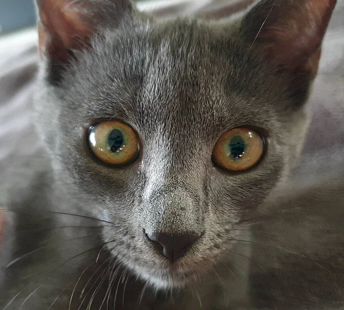 Cookie a rejoint le concours — aidez-le/la à gagner de superbes lots ! carnivore, cat, close_up, domestic_short_haired_cat, eye, felidae, fur, head, photography, russian_blue, small_to_medium_sized_cats, snout, terrestrial_animal, whiskers, wildlife