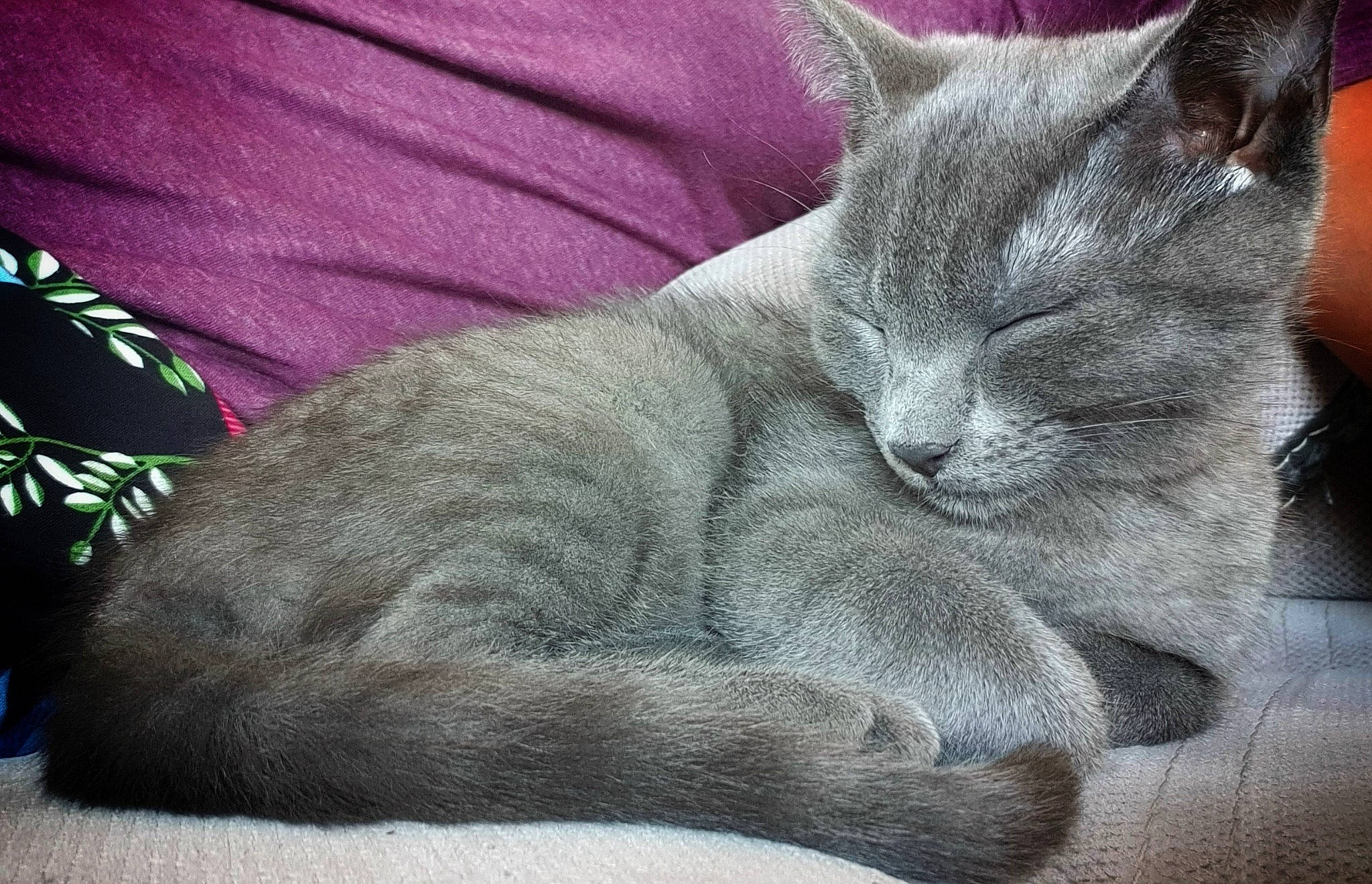 Cookie a rejoint le concours — aidez-le/la à gagner de superbes lots ! carnivore, cat, claw, comfort, domestic_short_haired_cat, felidae, fur, grey, nap, paw, russian_blue, sitting, sleep, small_to_medium_sized_cats, snout, terrestrial_animal, whiskers