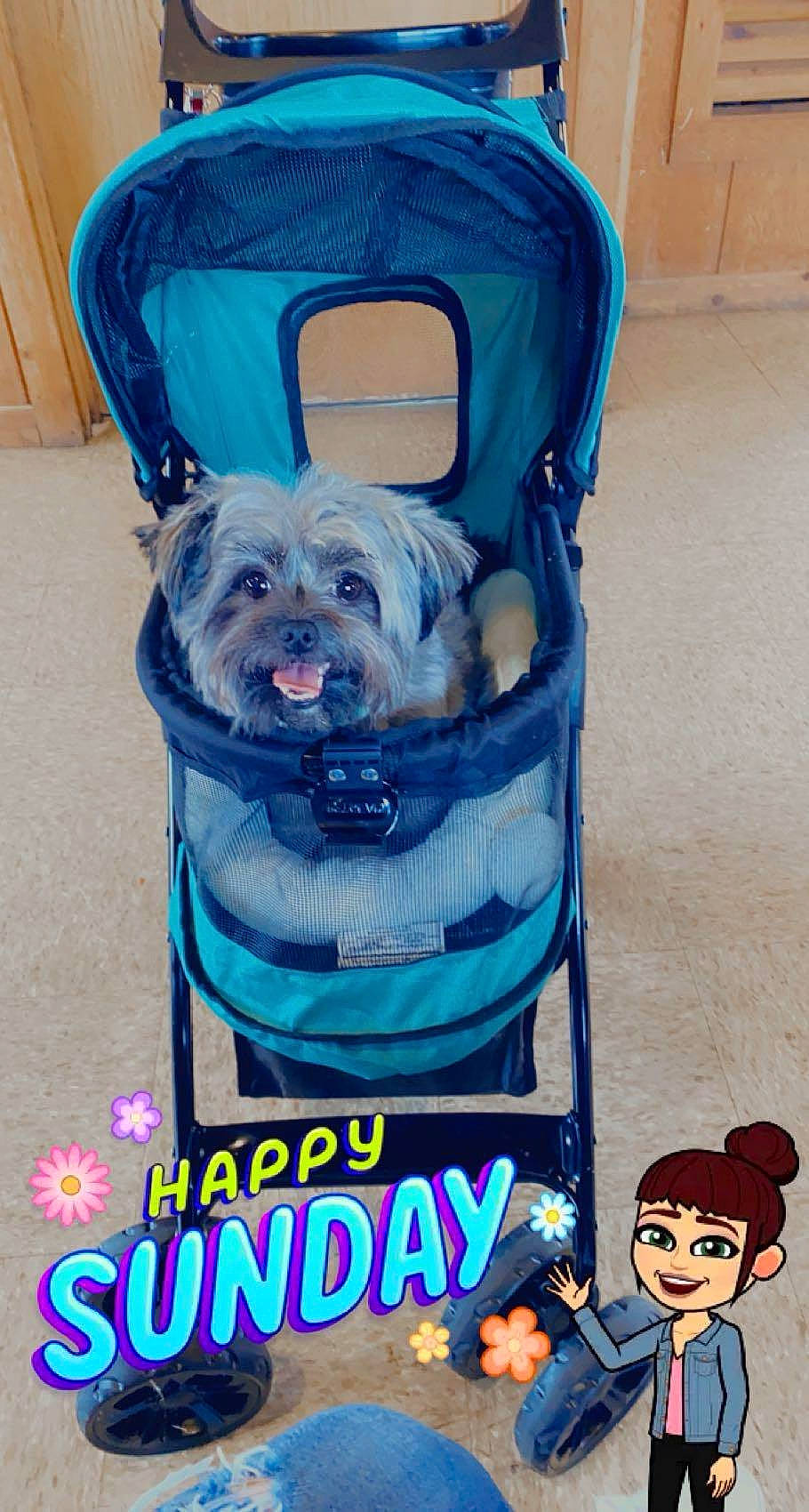 Mia joined the competition — help win amazing prizes! advertising, baby_carriage, blue, canidae, carnivore, companion_dog, dog, dog_breed, dog_clothes, dog_supply, electric_blue, fictional_character, font, fur, pet_supply, poster, small_terrier, sporting_group, toy, toy_dog