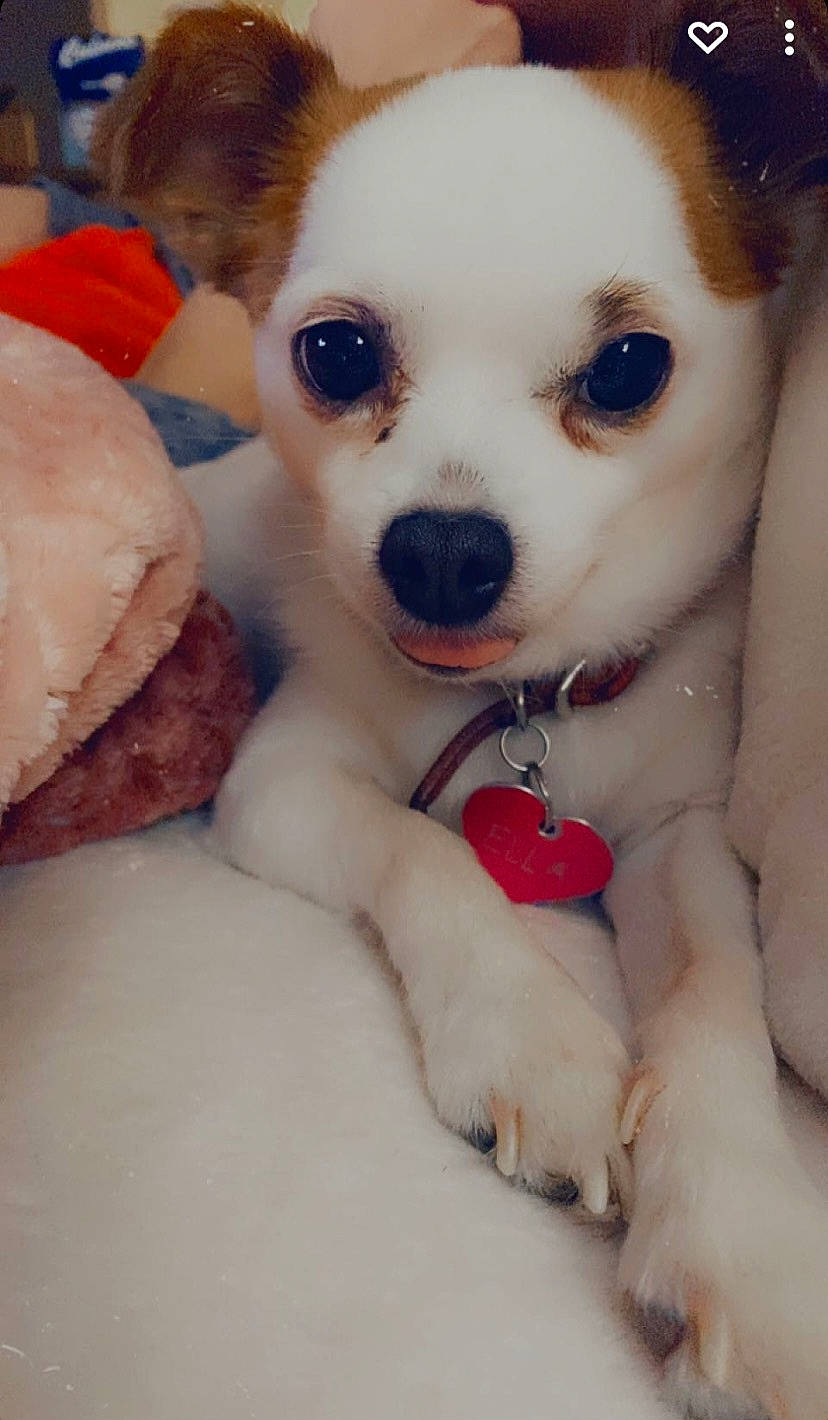 Ella is registered to the contest to win money with this photo: canidae, carnivore, chihuahua, companion_dog, corgi_chihuahua, dog, dog_breed, dog_supply, eyelash, fawn, fur, plush, puppy_love, snout, stuffed_toy, terrestrial_animal, toy, toy_dog, whiskers, working_animal