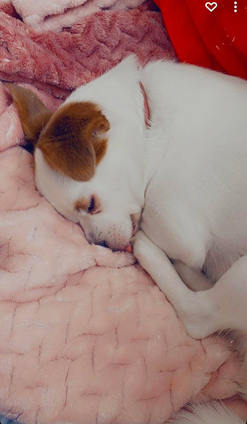 Ella is registered to the contest to win money with this photo: bedding, canidae, carnivore, cat, comfort, companion_dog, dog_breed, fawn, felidae, fur, human_leg, linens, nap, paw, small_to_medium_sized_cats, snout, sporting_group, tail, terrestrial_animal, whiskers