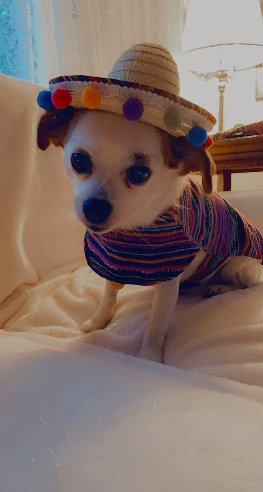 Ella is registered to the contest to win money with this photo: cap, companion_dog, costume_hat, cowboy_hat, fashion_accessory, fawn, fedora, fur, hat, headgear, linens, party_hat, pattern, plush, sleeve, stuffed_toy, sun_hat, sunglasses, teddy_bear, toy