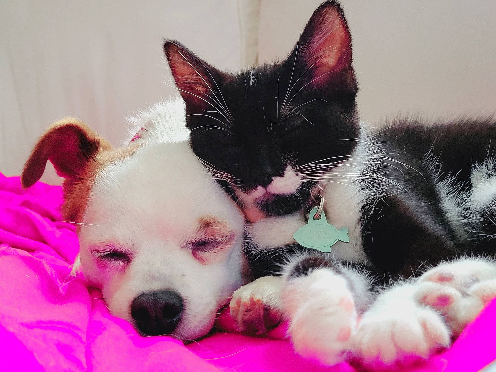 Ella joined the competition — help win amazing prizes! carnivore, cat, comfort, companion_dog, dog, dog_breed, dog_supply, domestic_short_haired_cat, felidae, foot, fur, happy, nap, paw, small_to_medium_sized_cats, snout, tail, toy, vertebrate, whiskers