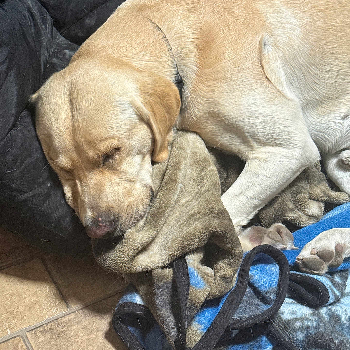 Diesel joined the competition — help win amazing prizes! animal, blanket, canine, companion, cozy, cute, dog, domestic, fur, fur_texture, indoors, labrador, napping, paw, pet, relaxed, resting, sleeping, snuggled, tile_floor