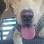 Diesel is registered to the contest to win money with this photo: dog, tongue, paw, close_up, vehicle_interior, seat, canine, pet, animal, resting, friendly, large_dog, light_fur, indoor, window, seat_cover, dog_tongue, dog_paw, relaxed, companion