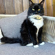 Volt a rejoint le concours — aidez-le/la à gagner de superbes lots ! cat, black_and_white, sitting, chair, cushion, furniture, indoor, pet, fur, whiskers, tail, collar, wooden_wall, green_eyes, looking_at_camera, domestic_animal, feline, house_pet, relaxed, fluffy