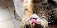 Tokyo a rejoint le concours — aidez-le/la à gagner de superbes lots ! cat, tabby, tongue_out, upside_down, indoor, floor_tiles, radiator, whiskers, curious, playful, pet, feline, closeup, cute, fur, eyes, ear, animal, home, relaxed