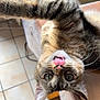 cat, tabby, tongue_out, upside_down, indoor, floor_tiles, radiator, whiskers, curious, playful, pet, feline, closeup, cute, fur, eyes, ear, animal, home, relaxed