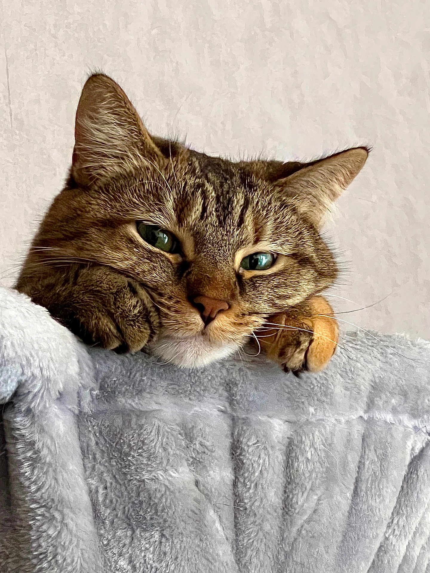 Tokyo participe au concours pour gagner de l'argent avec cette photo : cat, tabby, feline, resting, paws, blanket, soft_texture, cozy, sleepy, fur, whiskers, indoor, closeup, face, ears, pet, animal, cute, relaxed, comfort