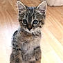 Tokyo a rejoint le concours — aidez-le/la à gagner de superbes lots ! kitten, cat, tabby, standing, wooden_floor, fur, pet, animal, cute, adorable, whiskers, ears, small, indoor, young, feline, curious, playful, domestic_cat, closeup