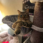 Tokyo a rejoint le concours — aidez-le/la à gagner de superbes lots ! cat, tabby, pet, animal, feline, hammock, cat_tree, paws, crossed_legs, relaxed, indoor, plush, cozy, soft_lighting, fur, whiskers, ears, close_up, home, sitting