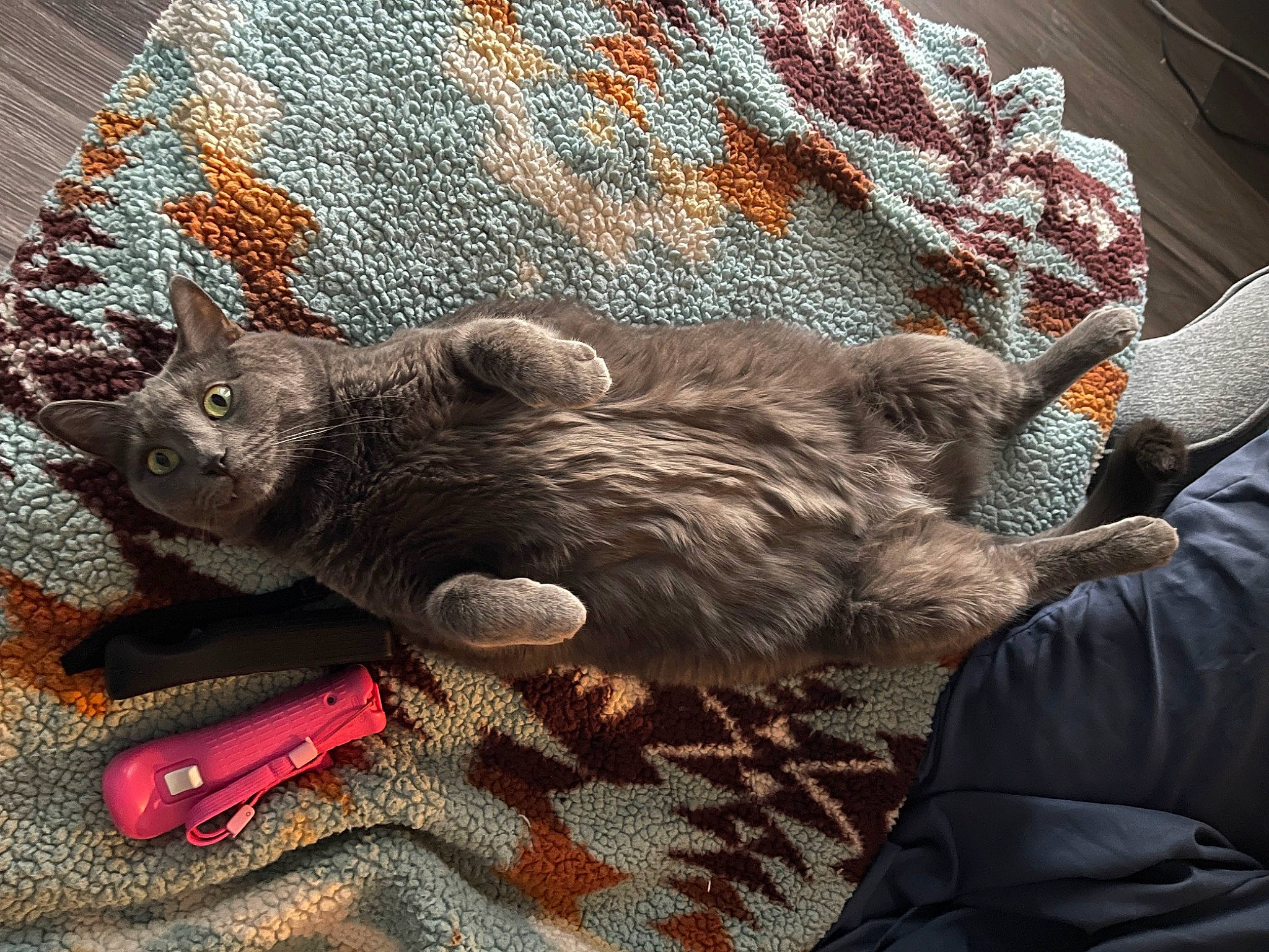 Deazel is registered to the contest to win money with this photo: art, carmine, carnivore, cat, claw, comfort, dog_breed, domestic_short_haired_cat, felidae, fur, grey, knitting, paw, small_to_medium_sized_cats, tail, thread, whiskers, wood, wool, woolen