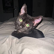Bruce is registered to the contest to win money with this photo: animal, bed, black_cat, blanket, cat, cozy, curious, cute, domestic_animal, ears, feline, fur, green_eyes, indoor, kitten, pet, portrait, resting, whiskers, young