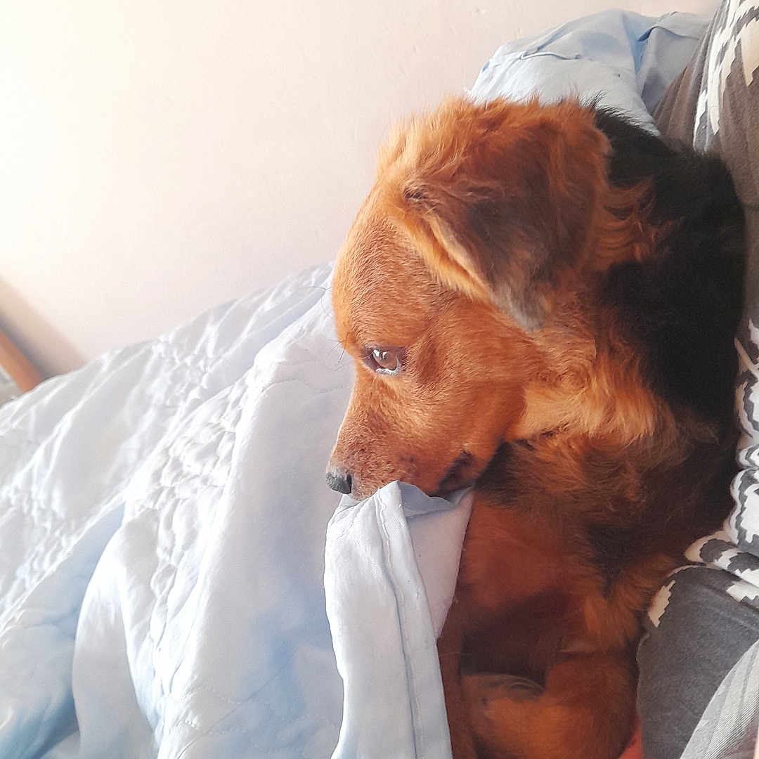 Oscars a rejoint le concours — aidez-le/la à gagner de superbes lots ! animal, bed, bedroom, blanket, canine, couch, cushion, dog, face, furniture, head, homedecor, hound, indoors, linen, person, pet, puppy, room, sleeping