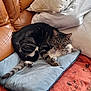 Loulou a rejoint le concours — aidez-le/la à gagner de superbes lots ! animal, architecture, blanket, building, cat, chair, couch, cushion, furniture, homedecor, indoors, kitten, linen, livingroom, manx, person, pet, pillow, room, sleeping