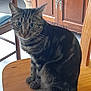 Loulou participe au concours pour gagner de l'argent avec cette photo : abyssinian, animal, architecture, building, cat, chair, closet, computer, cupboard, drawer, furniture, hardwood, indoors, kitten, livingroom, manx, pet, plywood, room, wood