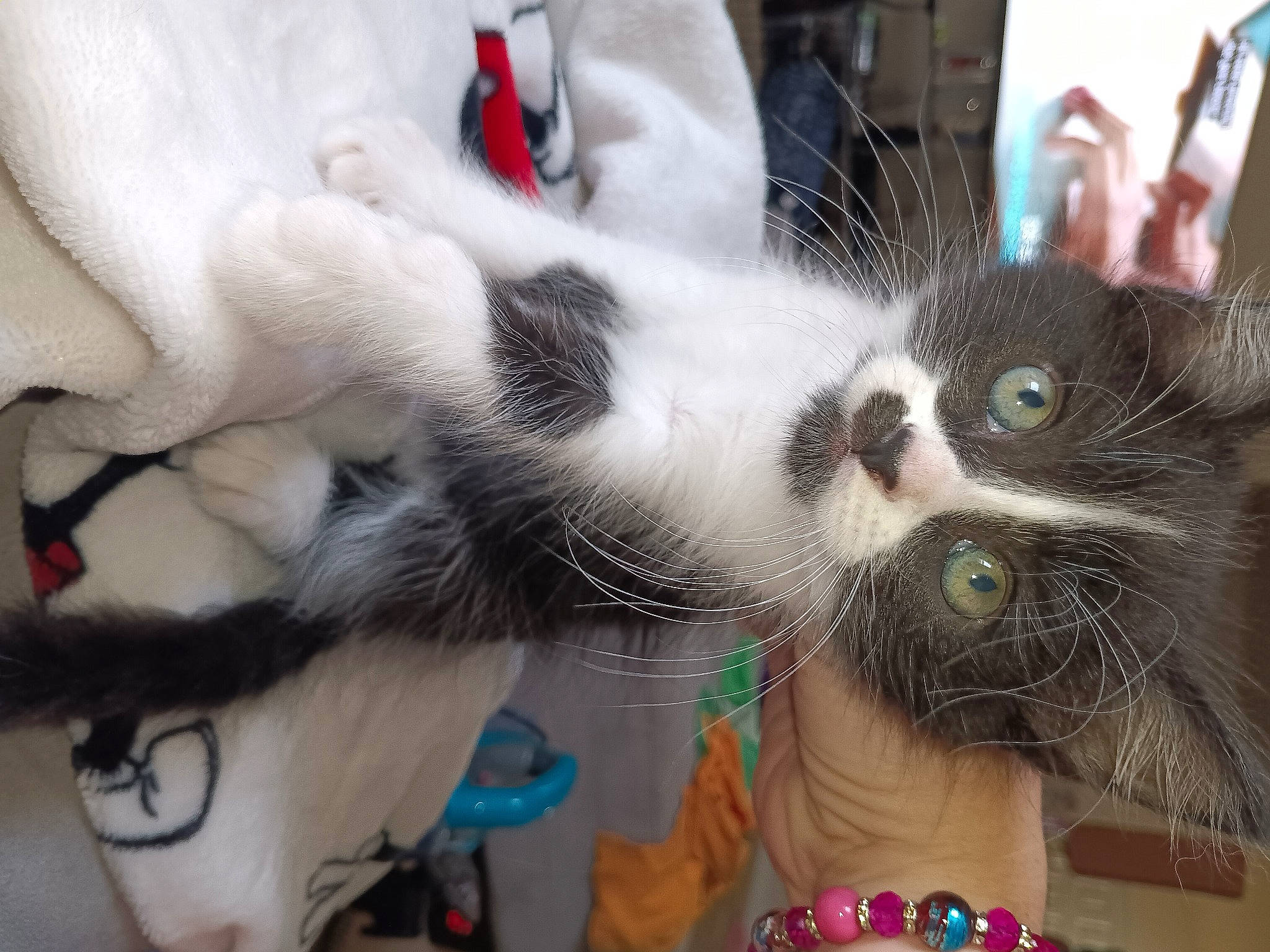 Oreo joined the competition — help win amazing prizes! carnivore, cat, claw, collar, domestic_short_haired_cat, ear, felidae, fur, jewellery, nail, paw, plant, small_to_medium_sized_cats, snout, tail, whiskers