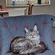 Saphyr participe au concours pour gagner de l'argent avec cette photo : cat, fluffy_cat, gray_cat, chair, blue_chair, red_buttons, indoor, window, wooden_chair, home_interior, furniture, pet, animal, relaxed, resting, domestic, cozy, fur, looking, calm
