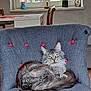 cat, fluffy_cat, gray_cat, chair, blue_chair, red_buttons, indoor, window, wooden_chair, home_interior, furniture, pet, animal, relaxed, resting, domestic, cozy, fur, looking, calm