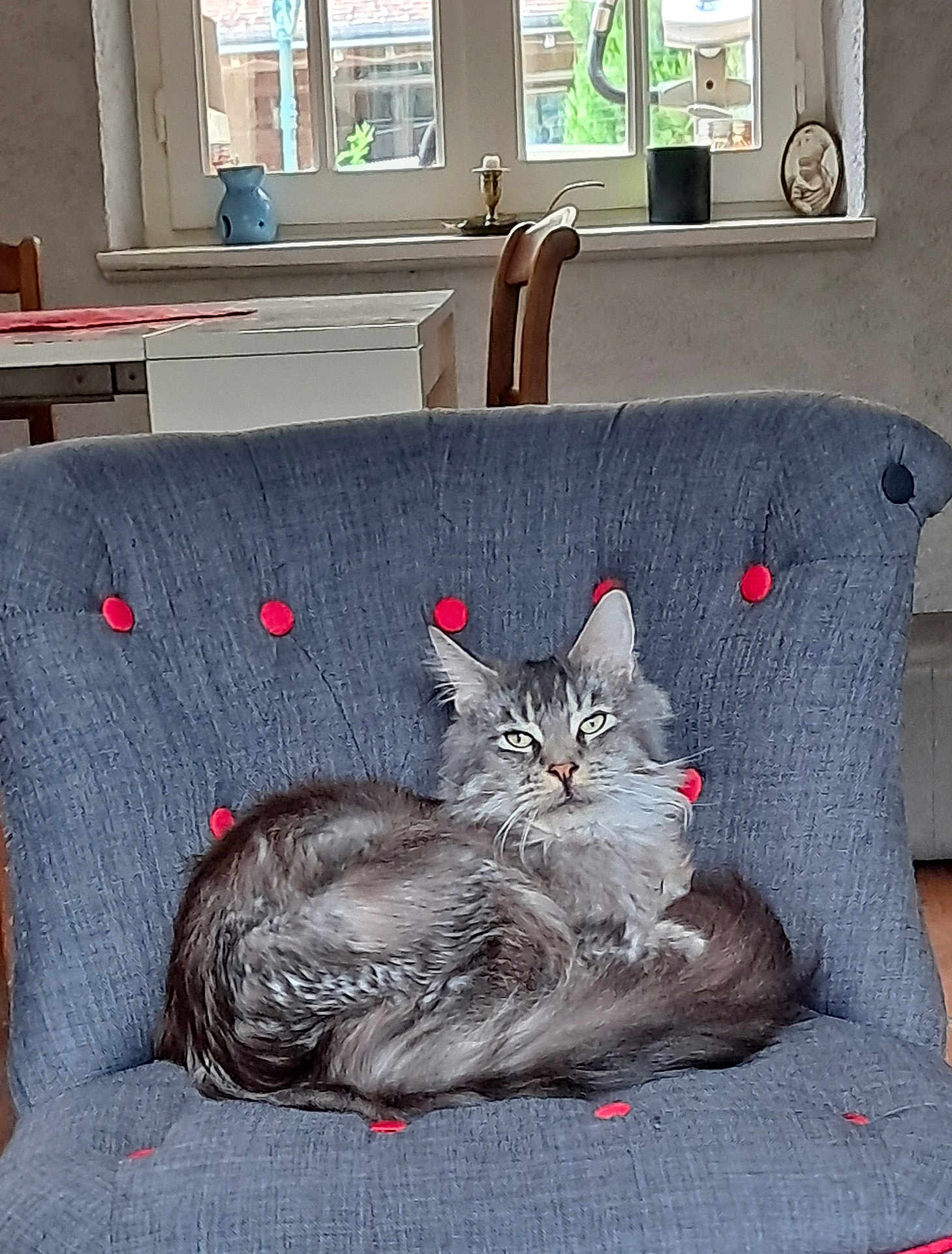Saphyr participe au concours pour gagner de l'argent avec cette photo : cat, fluffy_cat, gray_cat, chair, blue_chair, red_buttons, indoor, window, wooden_chair, home_interior, furniture, pet, animal, relaxed, resting, domestic, cozy, fur, looking, calm