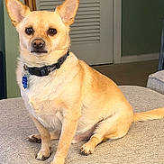 Barkley is registered to the contest to win money with this photo: alert, canine, chihuahua_mix, collar, couch, cute, dog, ears_up, eyes, front_paws, furniture, home_interior, id_tag, indoor, paw, pet, portrait, sitting, tan_fur, whiskers