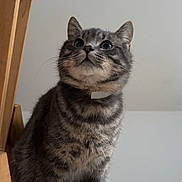 Hermès a rejoint le concours — aidez-le/la à gagner de superbes lots ! cat, tabby, pet, indoor, wooden_surface, floor, bowl, curious, feline, striped, fluffy, animal, sitting, looking_up, whiskers, ears, domestic, closeup, cute, fur