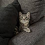 Hermès a rejoint le concours — aidez-le/la à gagner de superbes lots ! kitten, cat, tabby, couch, cushion, gray, indoor, pet, animal, feline, cute, wide_eyes, curious, snuggled, cozy, fur, whiskers, paw, resting, furniture