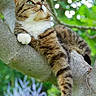 Tchachat participe au concours pour gagner de l'argent avec cette photo : animal, bokeh, branch, cat, cute, daylight, feline, fur, greenery, leaves, nature, outdoor, paw, pet, relaxed, resting, tabby, tree, whiskers, wildlife