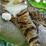 Tchachat participe au concours pour gagner de l'argent avec cette photo : animal, app_icons, background_blur, cat, digital_overlay, feline, fur, greenery, leaf, nature, notification, outdoor, paw, pet, phone, relaxed, smartphone_screen, tabby_cat, tree_branch, whiskers