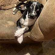 Mazikeen is registered to the contest to win money with this photo: black_and_white, blue_eyes, brown_furniture, comfort, couch, crossed_paws, dog, domestic_animal, ears, footwear, fur, indoor, looking_up, paw, pet, relaxed, slippers, snout, tile_floor, toy