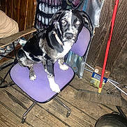 Mazikeen is registered to the contest to win money with this photo: dog, chair, purple_chair, wooden_floor, broom, graffiti, skull_painting, indoor, pet, black_and_white, collar, rustic, flooring, cleaning_tools, mop, metal_bucket, curious, animal, seated, room