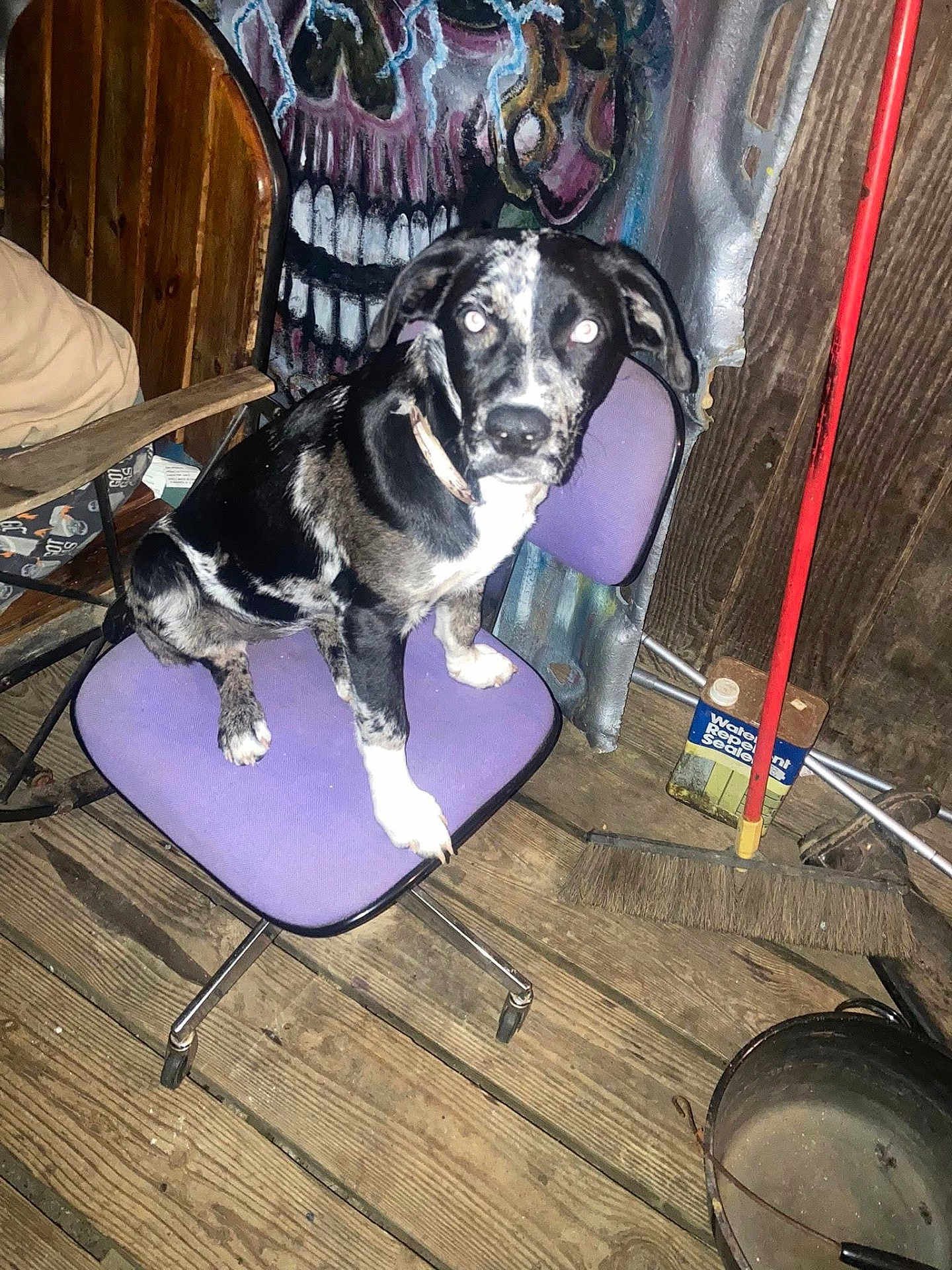 Mazikeen is registered to the contest to win money with this photo: dog, chair, purple_chair, wooden_floor, broom, graffiti, skull_painting, indoor, pet, black_and_white, collar, rustic, flooring, cleaning_tools, mop, metal_bucket, curious, animal, seated, room
